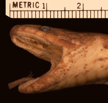 Media type: image;   Herpetology R-53220